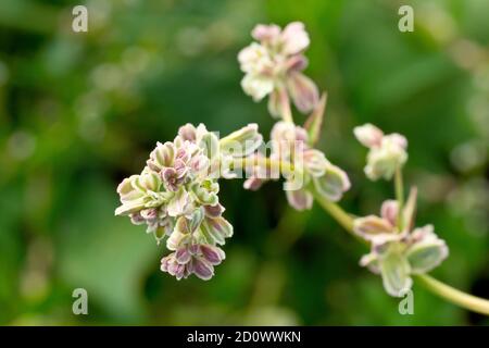 Bindweed noir (bilderdykia convolvulus, polygonum convolvulus ou fallopia convolvulus), gros plan des fleurs d'apparence inhabituelle. Banque D'Images