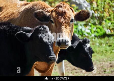 portrait d'une vache rouge avec deux calfs noirs à l'extérieur gros plan Banque D'Images