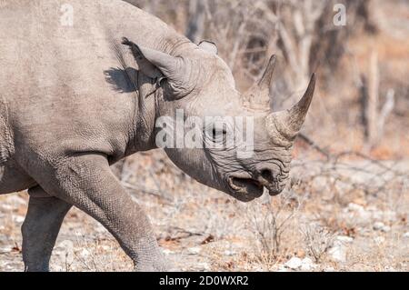 Le rhinocéros noir, Diceros bicornis, Etosha National Park, Namibie Banque D'Images