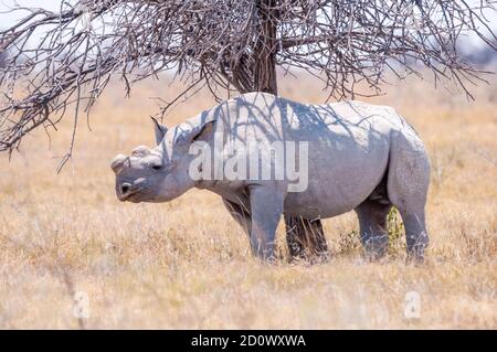 Rhinocéros noirs, Diceros bicornis, dans le shodwo d'un arbre, Parc national d'Etosha, Namibie Banque D'Images