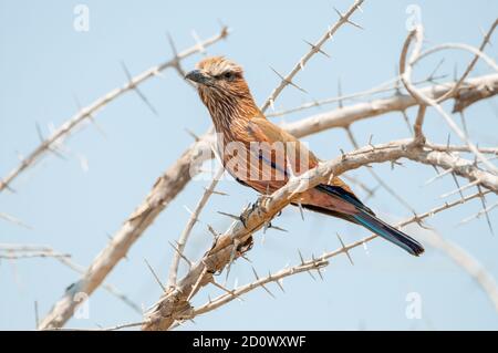 Rouleau à couronne roufeuse, Coracias naevius, Parc national d'Etosha, Namibie Banque D'Images