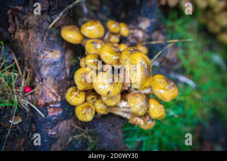 Champignons de Tuft de soufre non comestibles, champignons et tabourets, risque de confusion, automnal, jaune, jaunes, champignon miel-beige-brun miel, racines. Banque D'Images