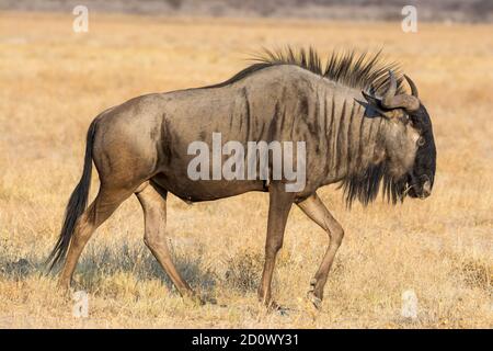 Flétrissement bleu, Connochaetes taurinus, Parc national d'Etosha, Namibie Banque D'Images