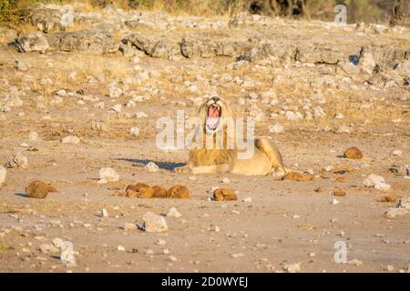 lion, Panthera leo, bâillement, Parc national d'Etosha, Namibie Banque D'Images