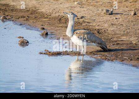 Kori bustard, Ardeotis kori, buvant dans le trou d'eau, Parc national d'Etosha, Namibie Banque D'Images