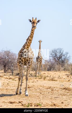 Girafe à trois cornes, Giraffa camelopardalis, Parc national d'Etosha, Namibie Banque D'Images