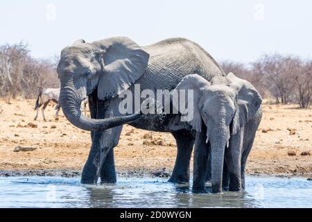 Éléphant de brousse africain, Loxodonta africana, Parc national d'Etosha, Namibie Banque D'Images