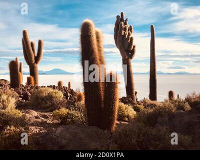Gigantesques cactus de plantes tropicales dans le désert de sel Salar de Uyuni dans l'île Isla Incahuasi, Bolivie, Amérique du Sud. Une flore exotique incroyable. Magnifique cactus. Banque D'Images