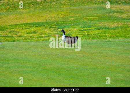 Canard au parcours de golf sur une herbe verte. Banque D'Images