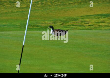 Canard au parcours de golf sur une herbe verte. Banque D'Images