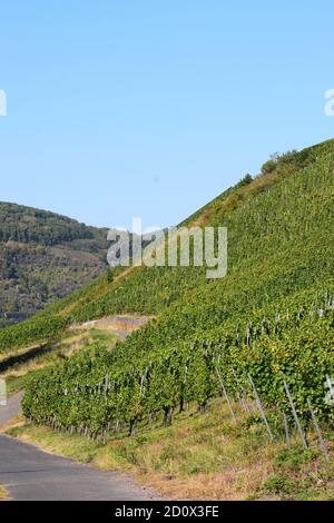 Vignobles escarpés à la Moselle près de Reil Banque D'Images