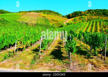 Vignobles escarpés à la Moselle près de Reil Banque D'Images