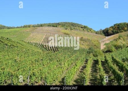 Vignobles escarpés à la Moselle près de Reil Banque D'Images