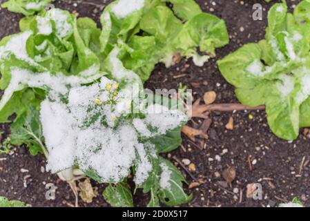 Vue du haut laitue et plantes bok choy fleuries avec neige couverte au jardin de lit surélevé près de Dallas, Texas, États-Unis Banque D'Images