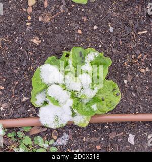 Une plante de laitue sous la neige recouverte dans un jardin à lit surélevé près de Dallas, Texas, États-Unis Banque D'Images