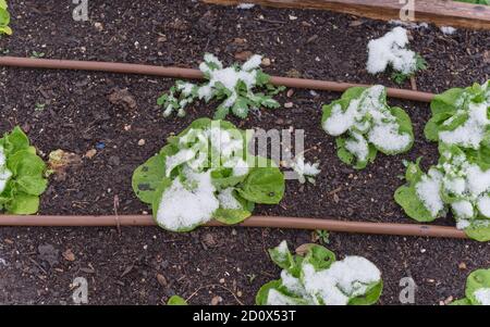 Des plantes de laitue sous la neige couvertes dans un jardin à lits surélevés près de Dallas, Texas, États-Unis Banque D'Images