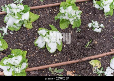 Des plantes de laitue sous la neige couvertes dans un jardin à lits surélevés près de Dallas, Texas, États-Unis Banque D'Images