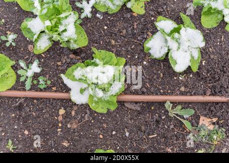 Des plantes de laitue sous la neige couvertes dans un jardin à lits surélevés près de Dallas, Texas, États-Unis Banque D'Images