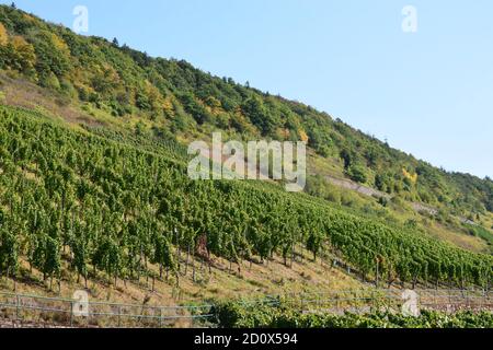 Vignobles escarpés à la Moselle près de Reil Banque D'Images