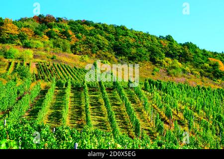 Vignobles escarpés à la Moselle près de Reil Banque D'Images