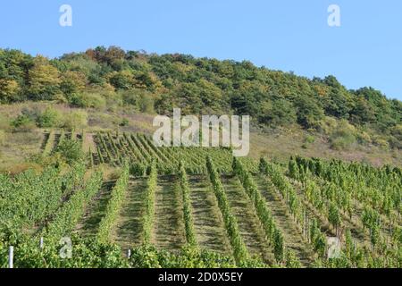Vignobles escarpés à la Moselle près de Reil Banque D'Images