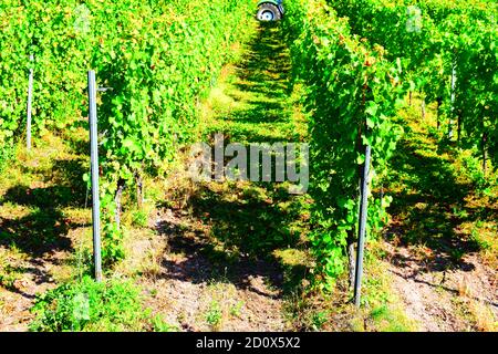Vignobles escarpés à la Moselle près de Reil Banque D'Images