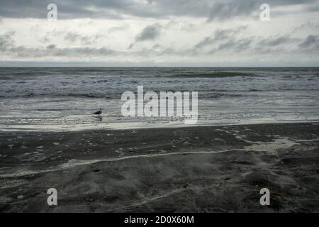 Un mouette sur la plage jouant dans l'océan avec Un ciel de tempête spectaculaire derrière Banque D'Images