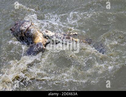 Les crocodiles dans l'eau se battent pour la nourriture. Banque D'Images