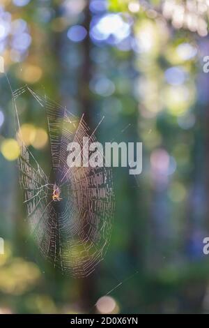 Toile d'araignée suspendue devant des arbres colorés et le soleil avec bokeh. Banque D'Images