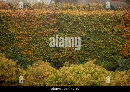 Les feuilles d'une haie de hêtre ont changé de couleur en automne. Banque D'Images