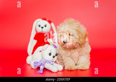 Petit chiot de race maltipoo et jouets tricotés sur un arrière-plan rouge Banque D'Images