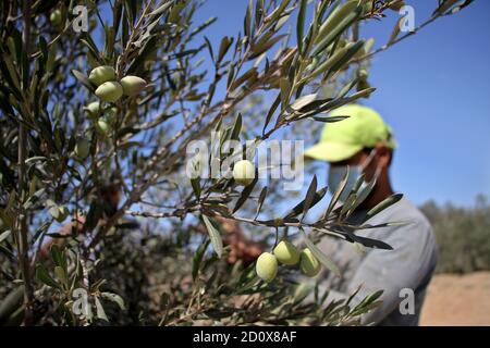 Gaza. 3 octobre 2020. Un palestinien récolte des olives dans un verger d'olive de la ville de Deir Al-Balah, dans la bande de Gaza, le 3 octobre 2020. La saison de récolte des olives commence ici au début d'octobre jusqu'à la fin de novembre. Credit: Rizek Abdeljawad/Xinhua/Alamy Live News Banque D'Images