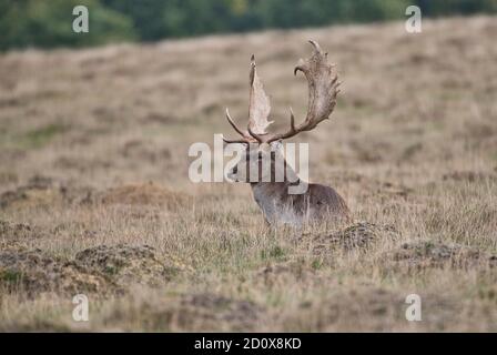 Cerf de Virginie (Dama dama) mâle, généralement connu sous le nom de buck, au repos Banque D'Images