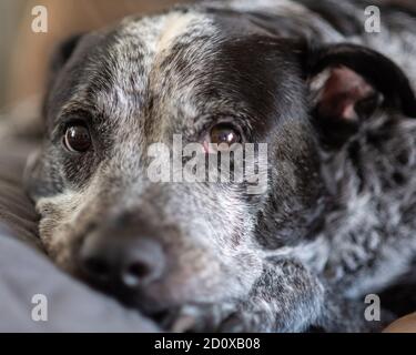 Sleepy Mixed race pit Bull chien heeler repose le visage fatigué sur les meubles de maison tout en se relaxant. Banque D'Images