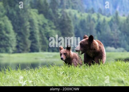 La mère grizzli et le cub se nourrissent de l'herbe à fée de l'estuaire de la rivière Khutzeymateen, en Colombie-Britannique. Banque D'Images