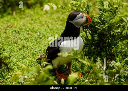 Skomer Island Puffins nichant et interagissant avec leurs copains sur l'île Skomer, Pembrokeshire, la plus grande colonie de macareux du sud du Royaume-Uni. Banque D'Images