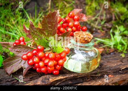 Bouteilles de teinture de Viburnum rouge et mortier de baies saines, phytothérapie. Banque D'Images