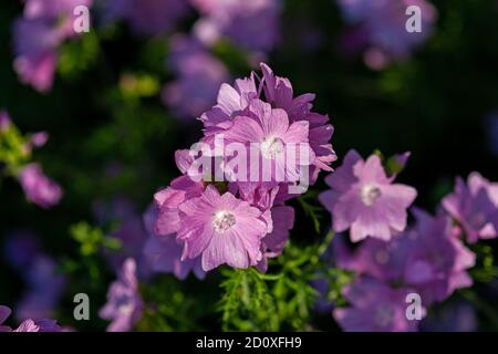 La mache musquée (Malva moschata rosea) fleurit au soleil du soir Banque D'Images