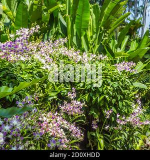 blanc avec orchidées pourpres avec plantes tropicales dans la botanique jardin à Singapour Banque D'Images