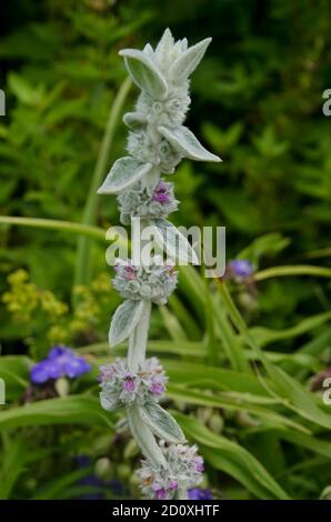 Les agneaux érissent, Stachys byzantina, l'hepgenettle laineux qui fleurisse, Yarmouth Maine, États-Unis Banque D'Images