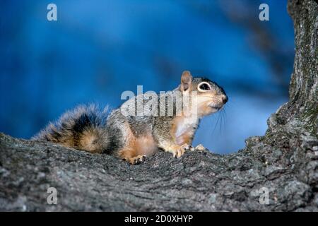 Renard de l'est, siturirrel, sciurus niger, sur le membre d'arbre, Missouri, États-Unis Banque D'Images