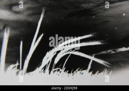 Belle photographie en noir et blanc vintage des années 1970 d'herbes imposantes qui poussent dans les champs. Banque D'Images