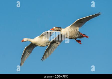 Vol Graylag Goose Anser anser Costa Ballena Cadix Espagne Banque D'Images