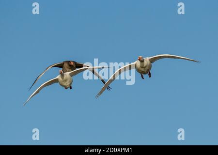 Vol Graylag Goose Anser anser Costa Ballena Cadix Espagne Banque D'Images