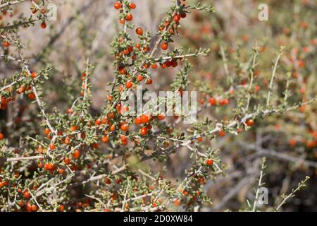 Fruits rouges, Anderson Thornbush, Lycium andersonii, Solanaceae, arbuste indigène, Parc national de Joshua Tree, désert de Mojave du Sud, été. Banque D'Images