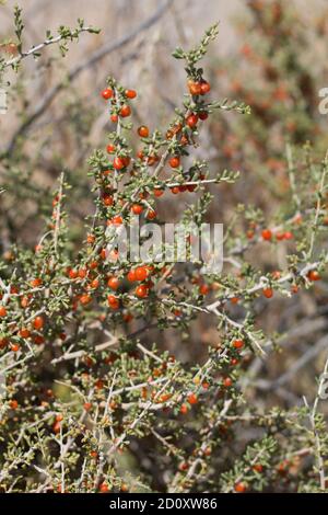 Fruits rouges, Anderson Thornbush, Lycium andersonii, Solanaceae, arbuste indigène, Parc national de Joshua Tree, désert de Mojave du Sud, été. Banque D'Images