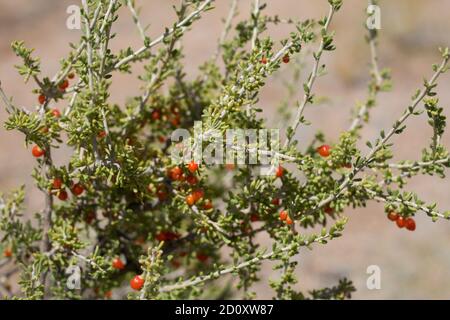 Fruits rouges, Anderson Thornbush, Lycium andersonii, Solanaceae, arbuste indigène, Parc national de Joshua Tree, désert de Mojave du Sud, été. Banque D'Images