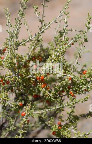 Fruits rouges, Anderson Thornbush, Lycium andersonii, Solanaceae, arbuste indigène, Parc national de Joshua Tree, désert de Mojave du Sud, été. Banque D'Images