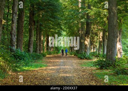 D-Borken, D-Borken-Gemen, Parc naturel Hohe Mark Westmuensterland, Muensterland, Westphalie, Rhénanie-du-Nord-Westphalie, NRW, Sternbusch dans les Freiheit Gemen, Sternbusch Alley, forêt, sentier forestier Banque D'Images