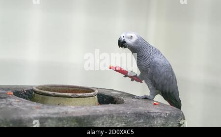 Perroquet gris africain mangeant un froid rouge à l'intérieur d'une cage Banque D'Images